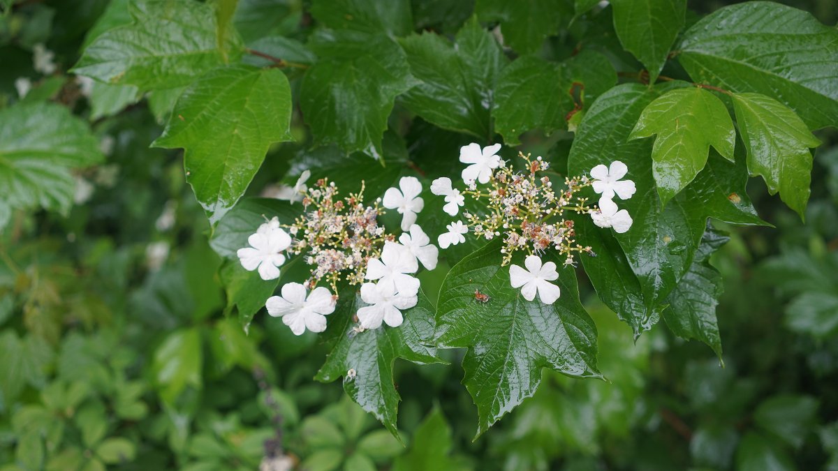 봉수산 우중 산행
충남 예산 여행 -2023년 5월 27일-
산행사진:
5dsei.tistory.com/354