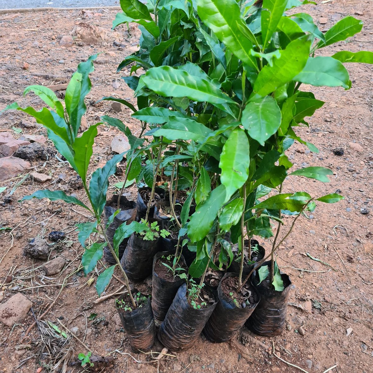 WesternIek's tweet photo. @TheIEK Western Branch is currently marking the World Environmental Day at Kisii National Polytechnic.
The team has paid a courtesy Call to the Principal ahead of a tree planting exercise to crown the day.
#WorldEnvironmentDa https://t.co/iGMNXfWeu7