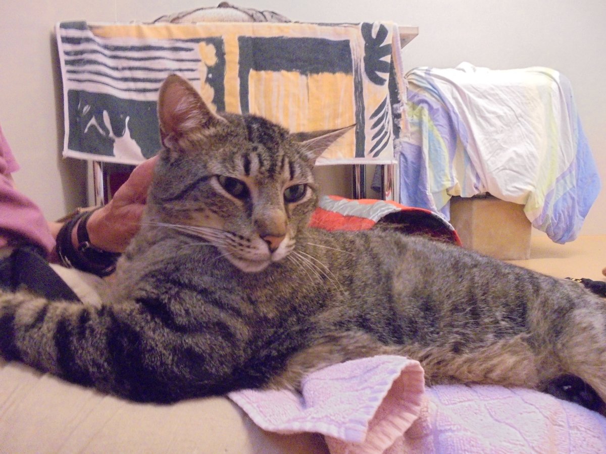 Guten Tag miteinander
mit Remo, Tierheim. #Katzen