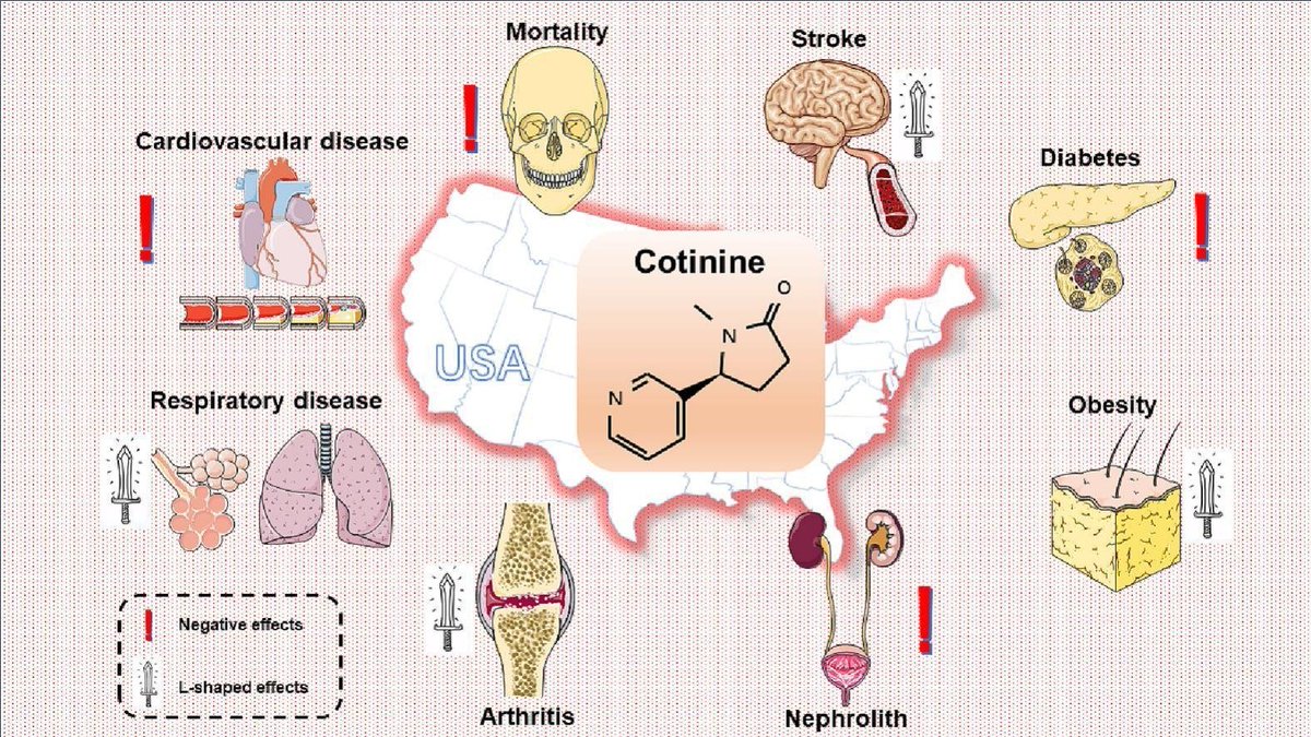 heniek_htw's tweet photo. • The exposure to tobacco smoke caused harmful effect on human health.
• Serum cotinine is an accurate biomarker for the exposure to tobacco smoke.
• Increased serum cotinine caused systematic damages on human health.
https://t.co/3tfvuwE5cx https://t.co/wsNDT1eWSM