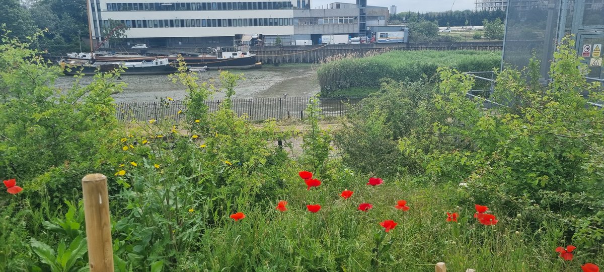 Tom Lowe tweet media