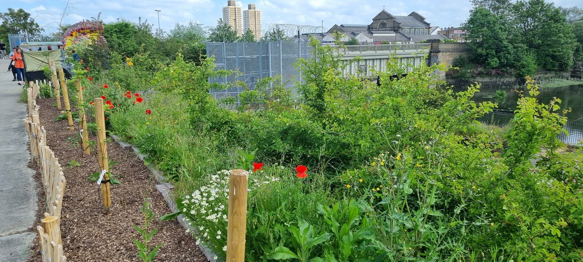So good to visit <a href="/surge_coop/">Surge Cooperative 🌊</a> at the start of their #ourspaceaward project  funded through <a href="/TidewayLondon/">Tideway</a> <a href="/GroundworkLON/">Groundwork London</a> and hear about the important conservation work of wildflower - all part of #LondonRiversWeek