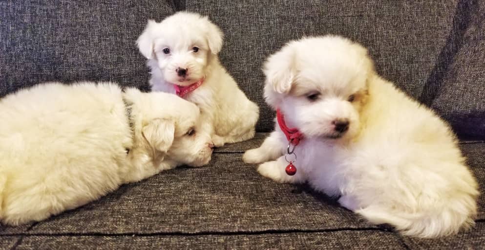 Kindly RETWEET guys!!
Maltese poodle Puppies ready for a new home!!
 💰:k1200
📆:6 weeks
📍: Lusaka.
🧬: 1st vaccinations and deworming done!
🐶: females/males
-call/WhatsApp us on 0975802645
You can also LIKE OR FOLLOW US on Instagram @ Platnium Breeder & Pet Marketing .