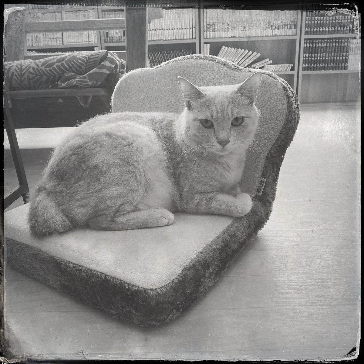 obi_wan_eclipse's tweet image. #Hipstamatic #LeAllan #DTypePlate #猫式 #猫 #cat #ShotoniPhone