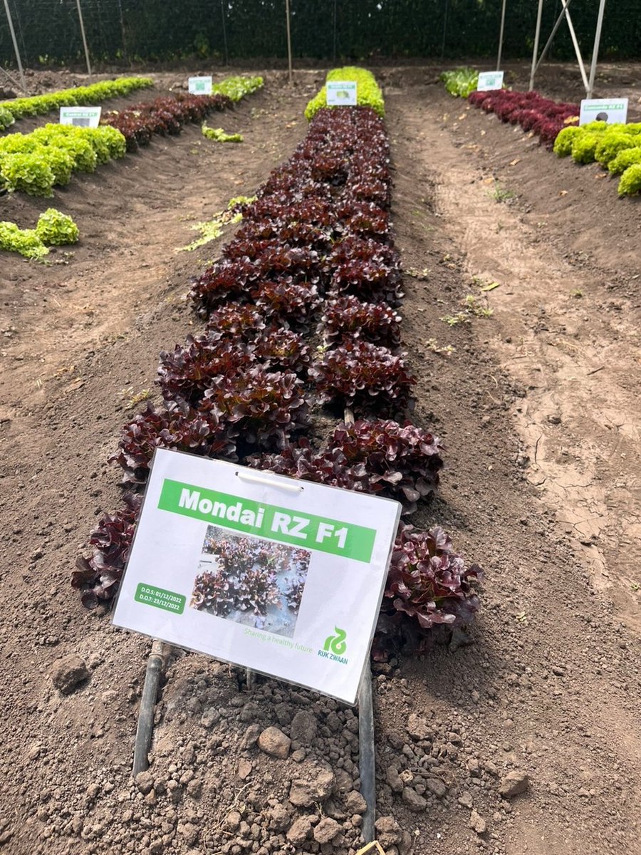 The variety is also known for its crisp texture, sweet flavor and a long shelf life. It's resistant to a number of common lettuce diseases making it a great choice for Farmers. Call us today at 0797673230 for inquiries
#mondairzf1 
#lettuce 
#farming 
#hollandgreentechkenya