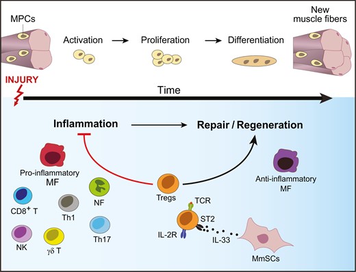 Clinical & Experimental Immunology (@ceijournal) on Twitter photo The potential for #Treg-enhancing therapies in #TissueRegeneration
<a href="/bolahanna/">Bola Hanna</a> et al. focus on Tregs’ role in acute & chronic injuries, highlighting approaches for their modulation in different contexts, including exercise as a natural Treg modulator
đź”—bit.ly/3IVLjdN The potential for #Treg-enhancing therapies in #TissueRegeneration
<a href="/bolahanna/">Bola Hanna</a> et al. focus on Tregs’ role in acute & chronic injuries, highlighting approaches for their modulation in different contexts, including exercise as a natural Treg modulator
đź”—bit.ly/3IVLjdN