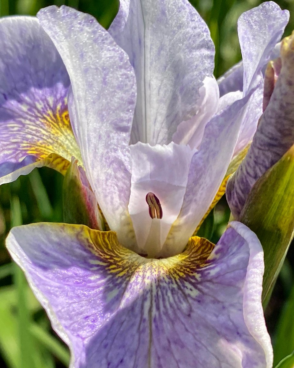 RHS Harlow Carr tweet media