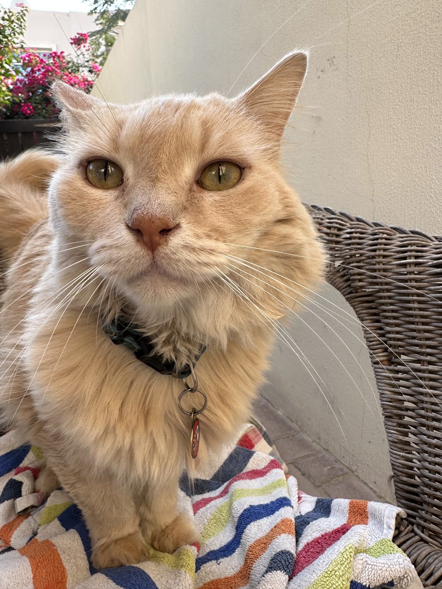 Alessio Mattera tweet media