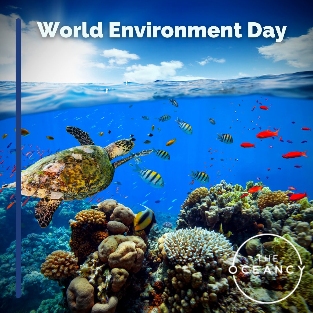 The Oceancy tweet media