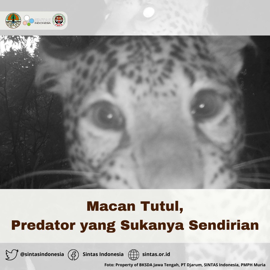 Sintasindonesia's tweet photo. Macan tutul nggak selamanya sendirian ternyata 🐆🐆🐆
.
#macantutul #javanleopard #wildcat #rainforest #conservation https://t.co/FBJaPmNBuC