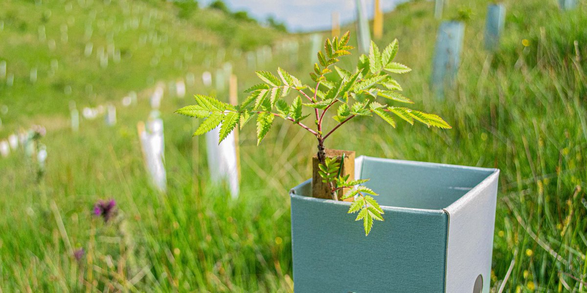 As part of our ongoing partnership, we’ve teamed up with @ydmt to mark #WorldEnvironmentDay! YDMT’s #PlasticFreeWoods project has removed 60k+ plastic tree guards from woodlands and is leading the way to #BeatPlasticPollution in woodlands UK wide 🌱💚

👉 orlo.uk/YDMT_CvysU