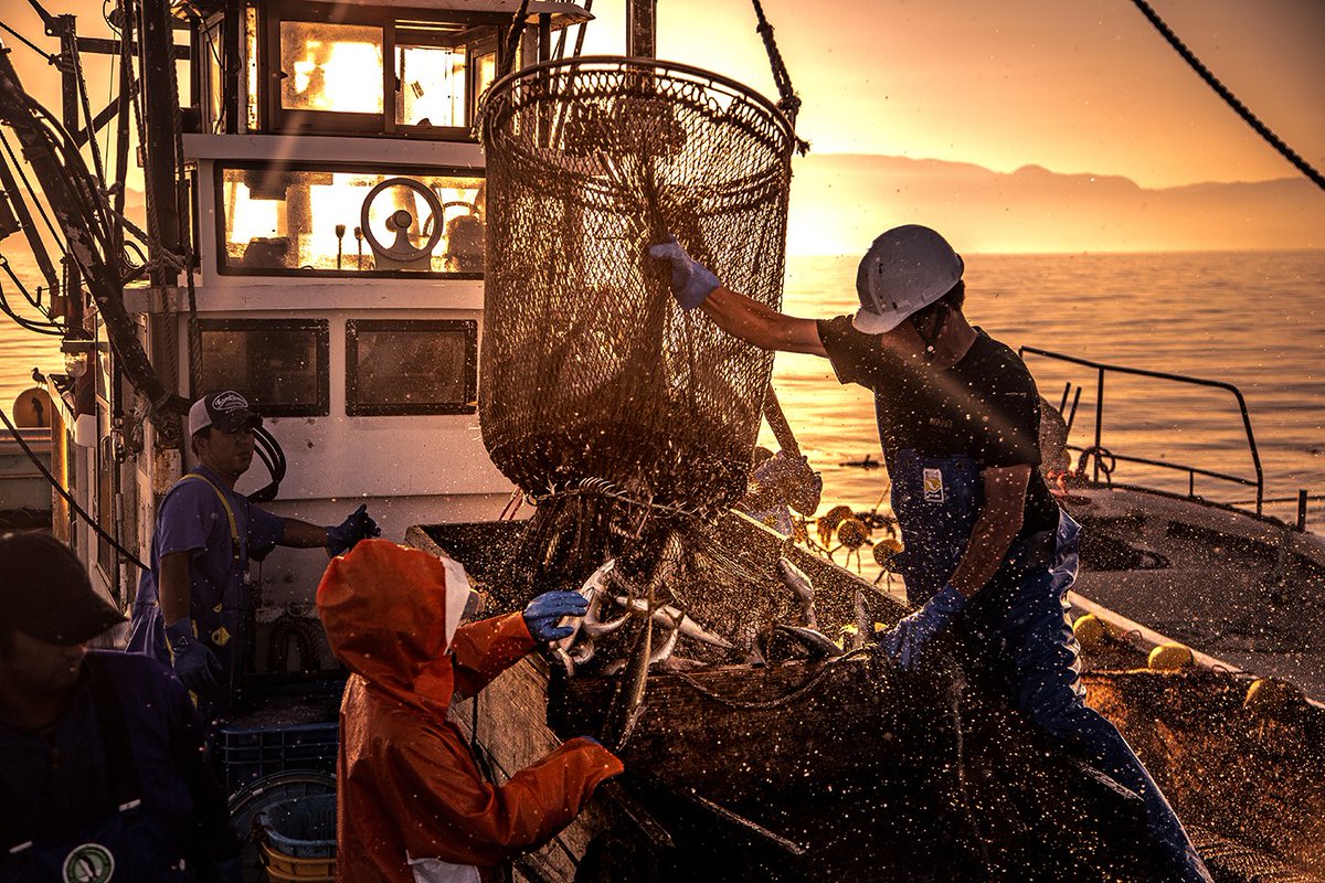 【来たれ、魚好き】6/23～6/24、宮城県石巻市の牡鹿半島で1泊2日の漁師学校を開催。今回は定置網漁に潜入します。イワシ、サバ、スズキ…。何が獲れるかワクワクするのも定置網の魅力の一つ。その魅力を体感しに石巻に来てみませんか？
#tritonproject
job.fishermanjapan.com/event/5438/