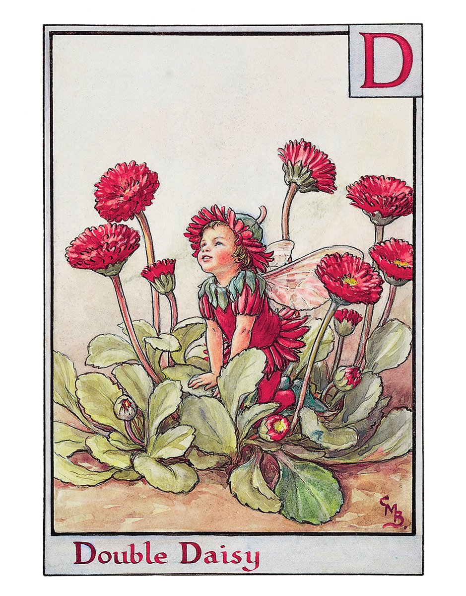 Double Daisy! Another grown-up Flower Fairy.
#flowerfairies #cicelymarybarker #grownupflowerfairies