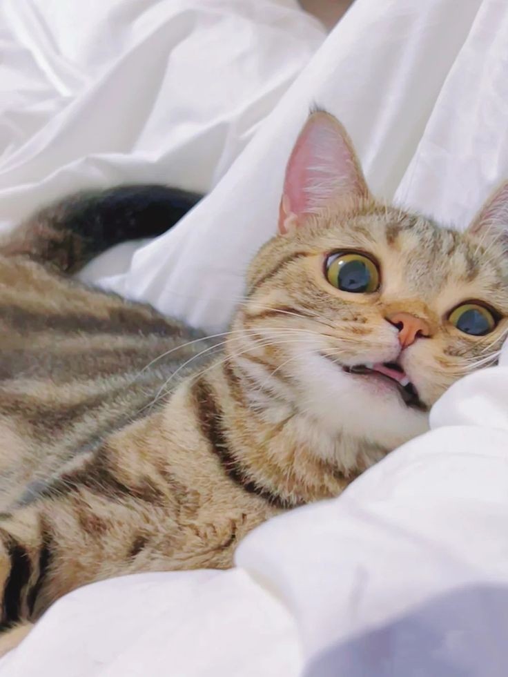 tocutetohandlee's tweet photo. #cat #cats https://t.co/cIp6tH25wi