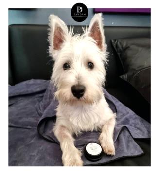 #flashbackfriday to when  @mac_the_westie_uk won himself one of our Luxury Microfibre Blankets and Natural Skin, Nose and Paw balm!

Our blankets are super absorbent and dry quickly unlike most dog blankets.Perfect for snuggling into after a bath or a wet walk💦

  #pawbalm