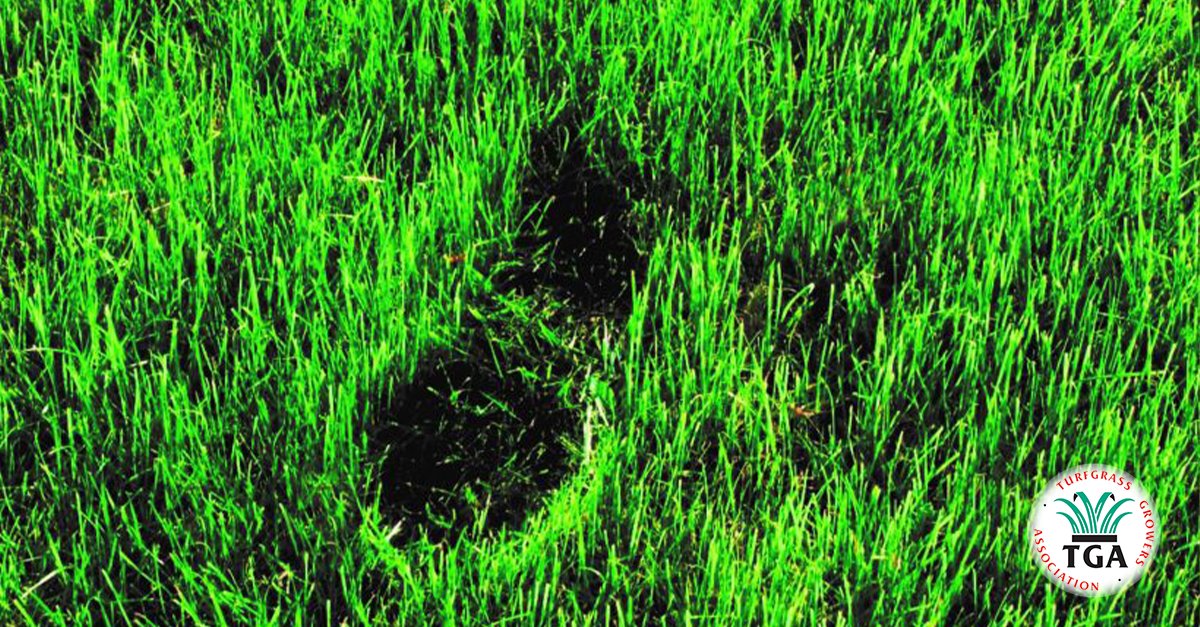 Along with trees and algae, turf generates more oxygen than any other plant life on Earth. In fact, it's the 2nd biggest converter of CO2 after the oceans. You could say it's probably the most important benefit plants offer.