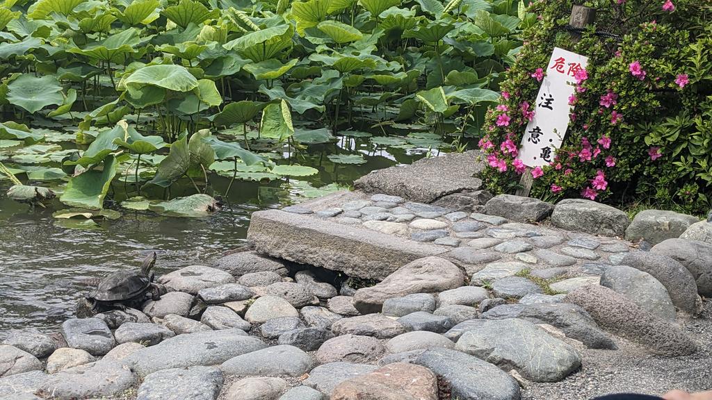 Poor turtle doesn't know what to do now