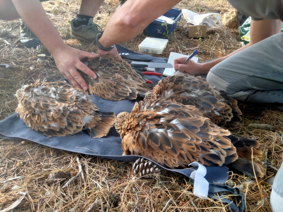 🦅Protecció d'espècies cedeix 15 exemplars de milana per reintroduir l'espècie al Parc Natural Sierras de Cazorla, Segura y las Villas

🤝En el procés d'extracció, anellat i trasllat han col·laborat <a href="/AgentsMediAmbIB/">Agents Medi Ambient</a> <a href="/GOBMallorca/">GOB Mallorca</a> <a href="/GREFA_Fauna/">GREFA</a> <a href="/AMUS_1/">AMUS</a> 

ℹ️🔗tn.caib.es/Mil_And