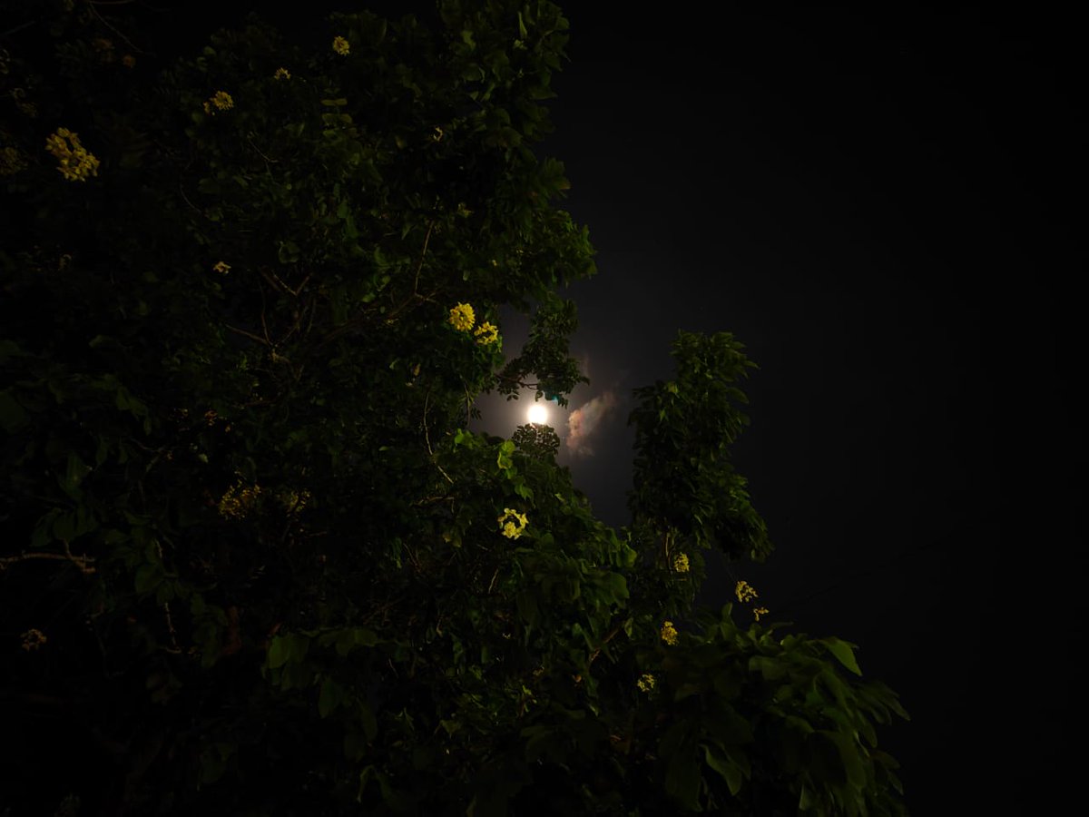 ShDivyanshi's tweet image. Some photos captured on #OPPO's #FindX6Pro!