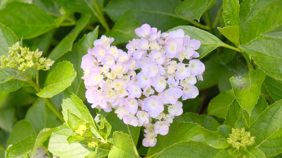 conoka5's tweet photo. 【花屋の撮影裏👀】
紫陽花が♡型に咲いていました♡

＃中の人の庭
＃紫陽花 https://t.co/y8DDhGFxJt