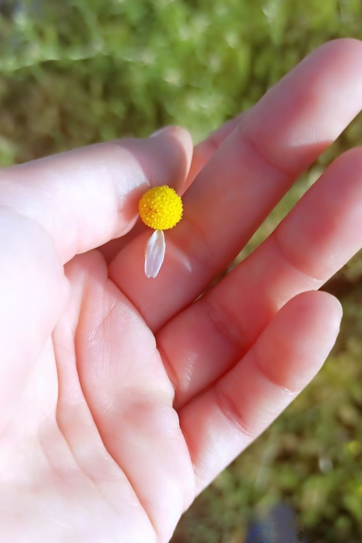 Ne yani bir yaprak daha olsaydı seviyormu olacaktı 🙈