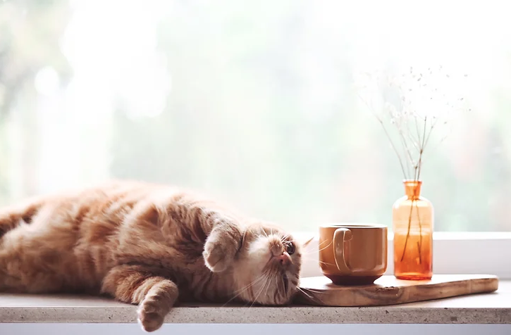 therapinterior's tweet photo. How would you make your pets happy at home? Here are tips for happy pets⬇️ https://t.co/S520cB9ZQs
#therapinteriortips #interiors #britney #interiortips #interiordesigner https://t.co/Y82ncGlu53