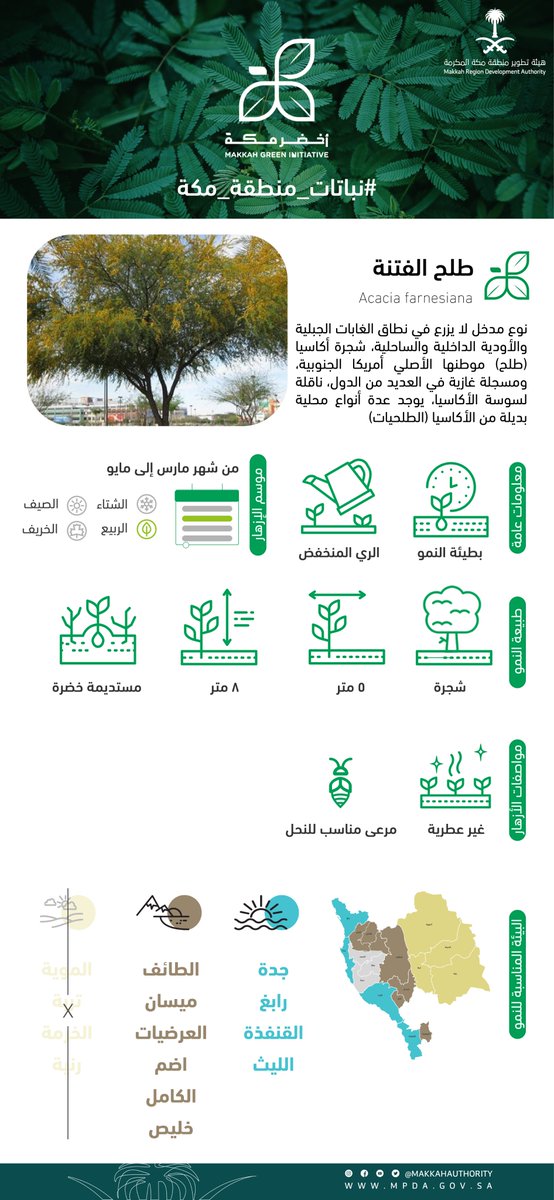 MakkahAuthority's tweet photo. دليل ⁧#نباتات_منطقة_مكة ⁩ضمن مبادرة ⁧#أخضر_مكة⁩

تعرف على شجرة "'طلح الفتنة"

#هيئة_تطوير_منطقة_مكة⁩ المكرمة https://t.co/nkcl3QM3kA
