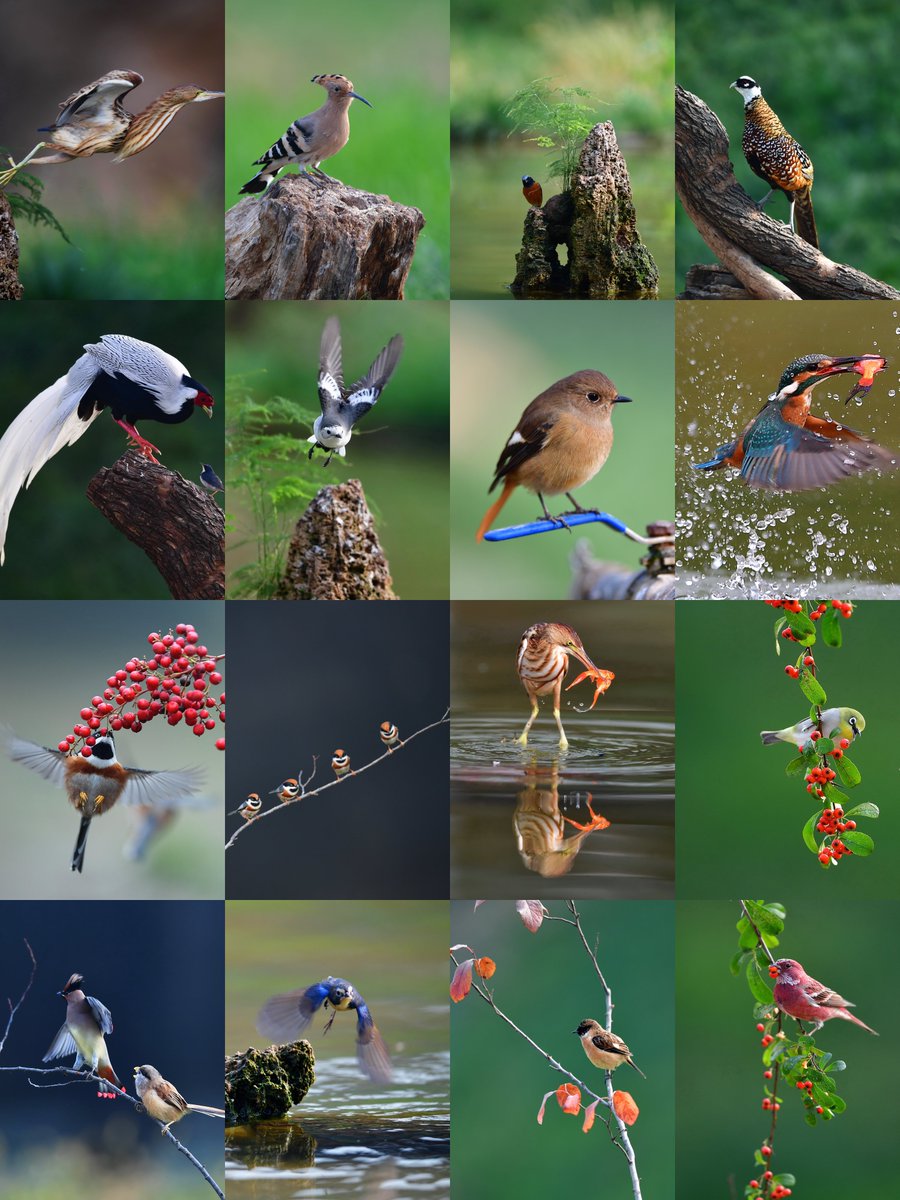 iShandong's tweet photo. As nature's keen observers, birds 🐦 unveil the positive changes happening around us. Rare bird species 🦢🦆 frequently grace #Shandong's lakes and wetlands 🏞️, a testament to the thriving #biodiversity in the region. #EcoShandong #WorldEnvironmentDay https://t.co/nvrauvS1L1