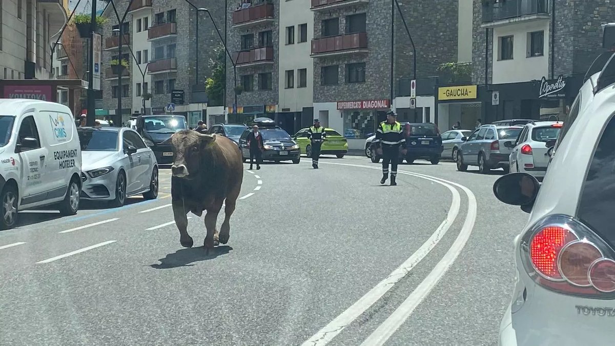 Wall Street Wolverine on Twitter "Se escapa un toro en La Massana