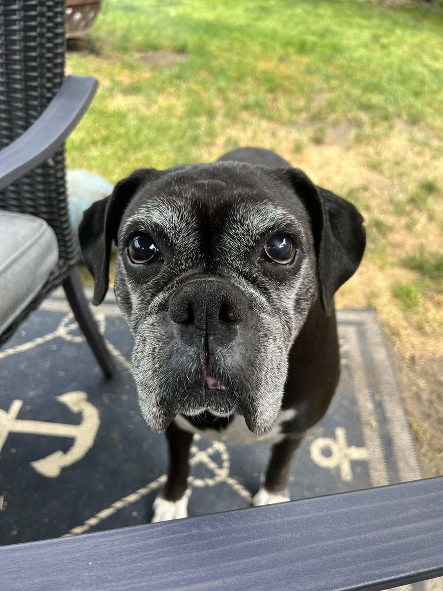 Shadow girl says Happy Monday and I had such a fun weekend! 

#boxerpuppy #boxerdogs #boxerlife 
#boxerlovers #boxersrock #boxersoftwitter #boxerdogsoftwitter #dogsoftwitter