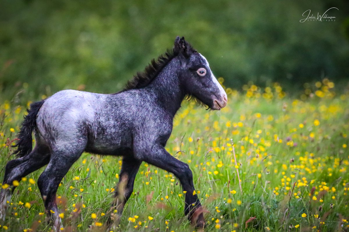 Foal Portrait - who doesn't need a baby horse to make their Monday more palatable? 😁 #foal #horselover #horsephotography #NaturePhotography #TwitterNatureCommunity #bbccountryfilepotd