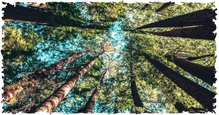 terragrn's tweet photo. On World Environment Day people from countries all around the world come together to take action to defend our planet. TERRAGRN is planting trees to enhance the condition of our environment. We are committed to creating a sustainable future. 

#TERRAGRN https://t.co/oQcNirzX6T