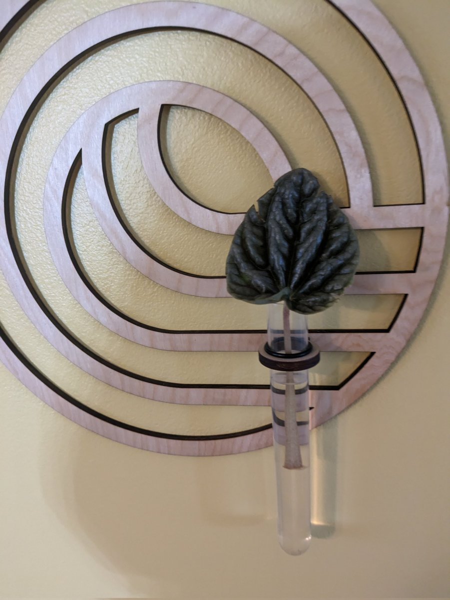 Jess Markey tweet media