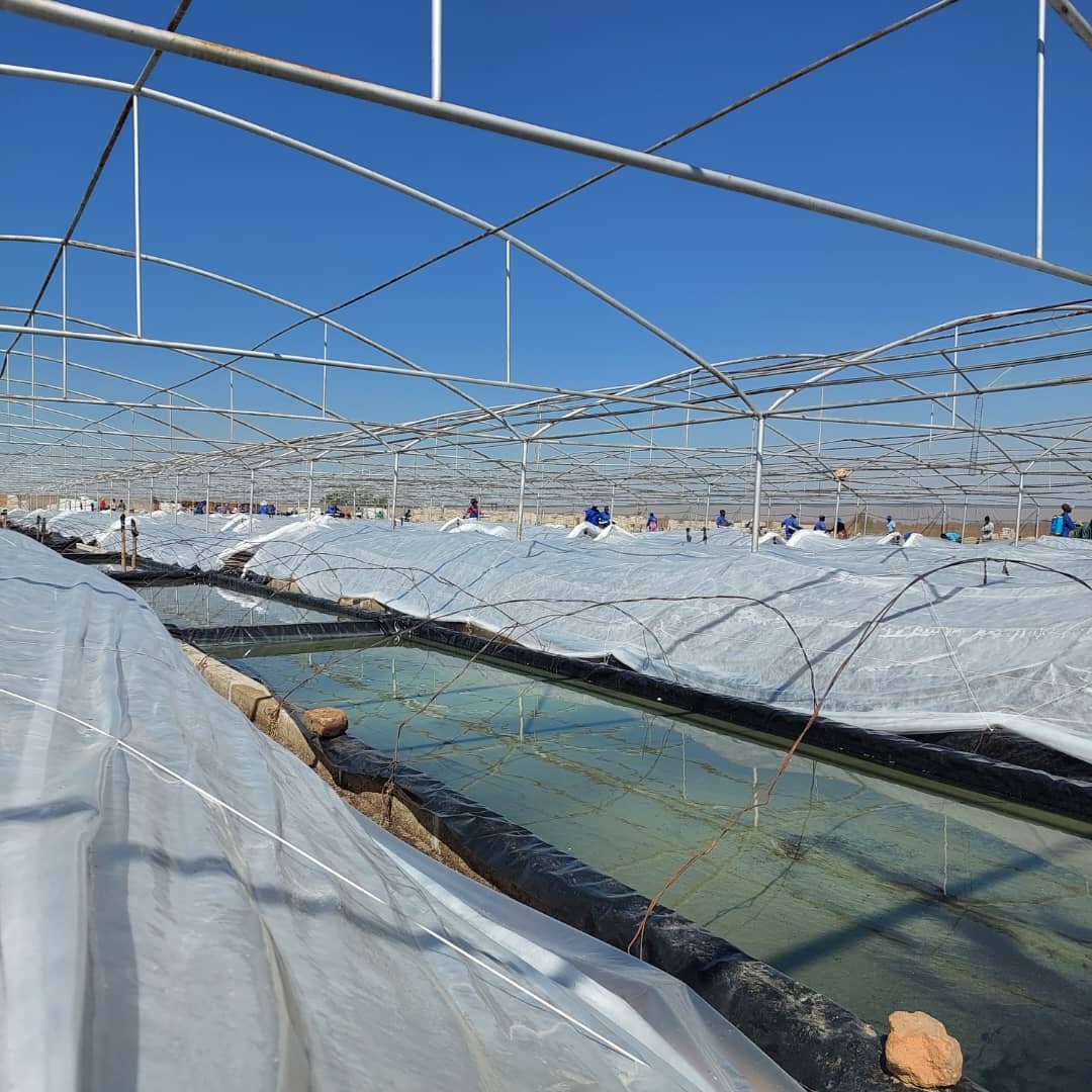 agribusiness1 Wadzanai Manyore on Twitter "RT KutsagaResearch 200ha