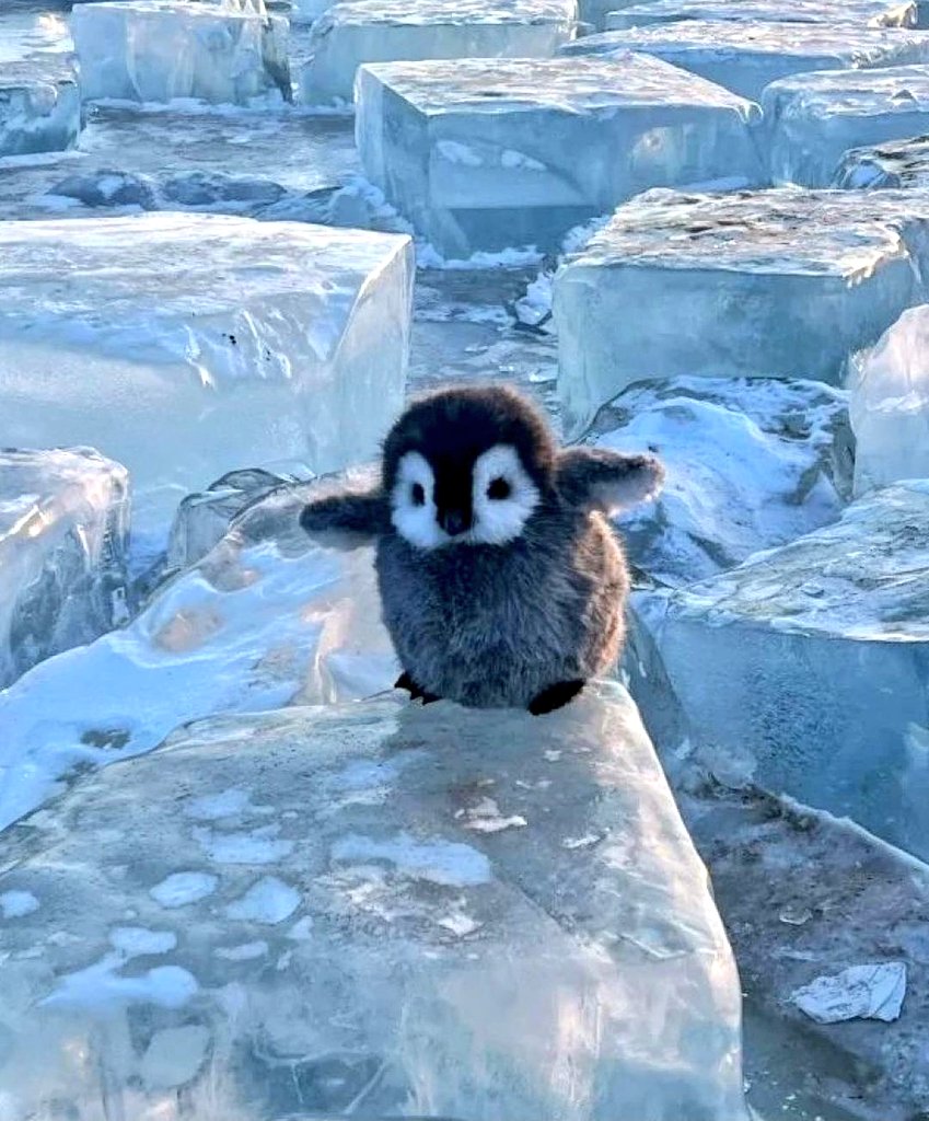 🌼
#5giugno
#giornatamondialedellambiente

💙🌍
...un cucciolo di pinguino.