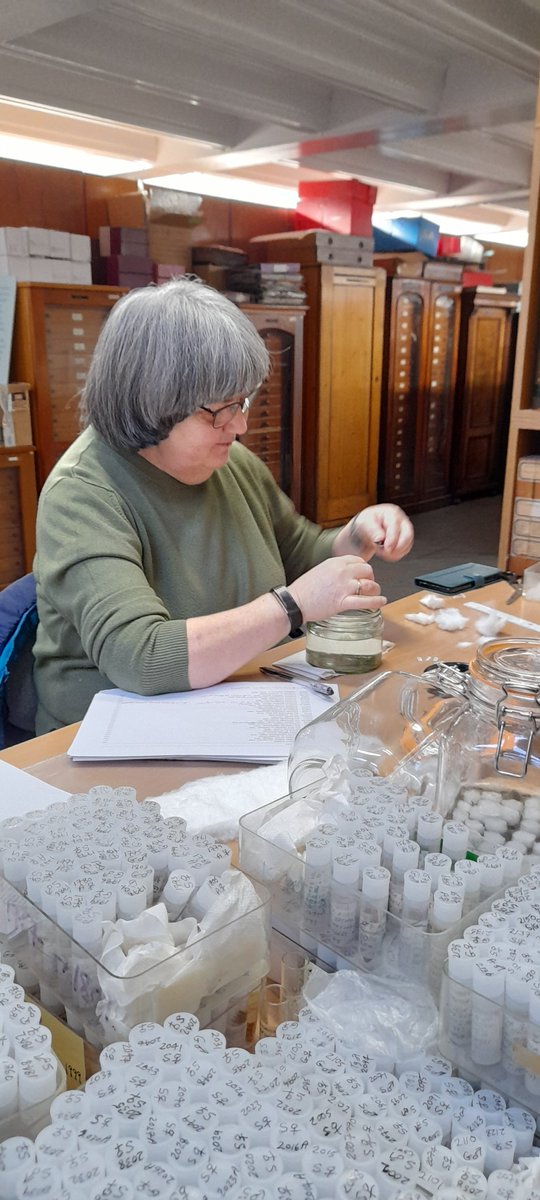 MuseumInsight's tweet image. From behind the scenes in Entomology #NationalVolunteerWeek. The support given by all volunteers is helping us to better maintain and keep our entomological collections and increase their
usefulness and value. A huge thank you to all!

entomologymanchester.wordpress.com/2022/12/21/emb…
@McrMuseum