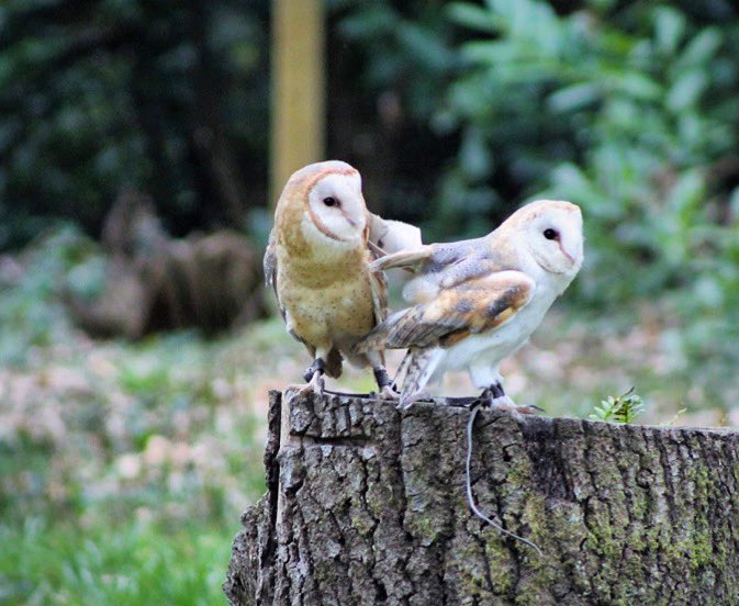 Dont miss our dynamic duo at 3pm! Our two barn owls close our last flying display of the day, not around for the show? Thats okay you can also find them in the avairies throughout the day