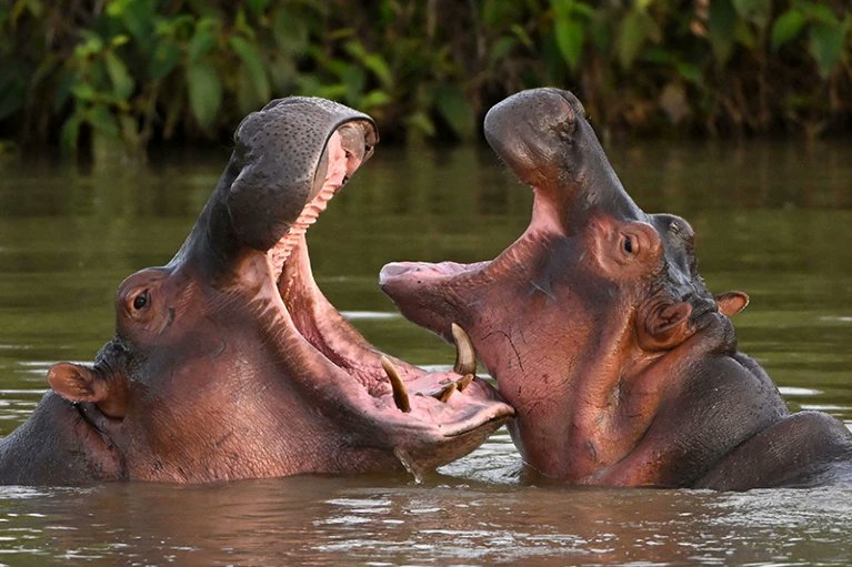 BioFunFact's tweet photo. Did you know? Escobar's imported hippos in Colombia 🦛🇨🇴 endanger native species 🐾🚫, prompting efforts to control their population 📊🦛 and safeguard biodiversity 🦜🌿🌎. #Biofunfact #Bioinformatics #invasion #ecology #PABLO #Conservative https://t.co/1fzjaJdAx1