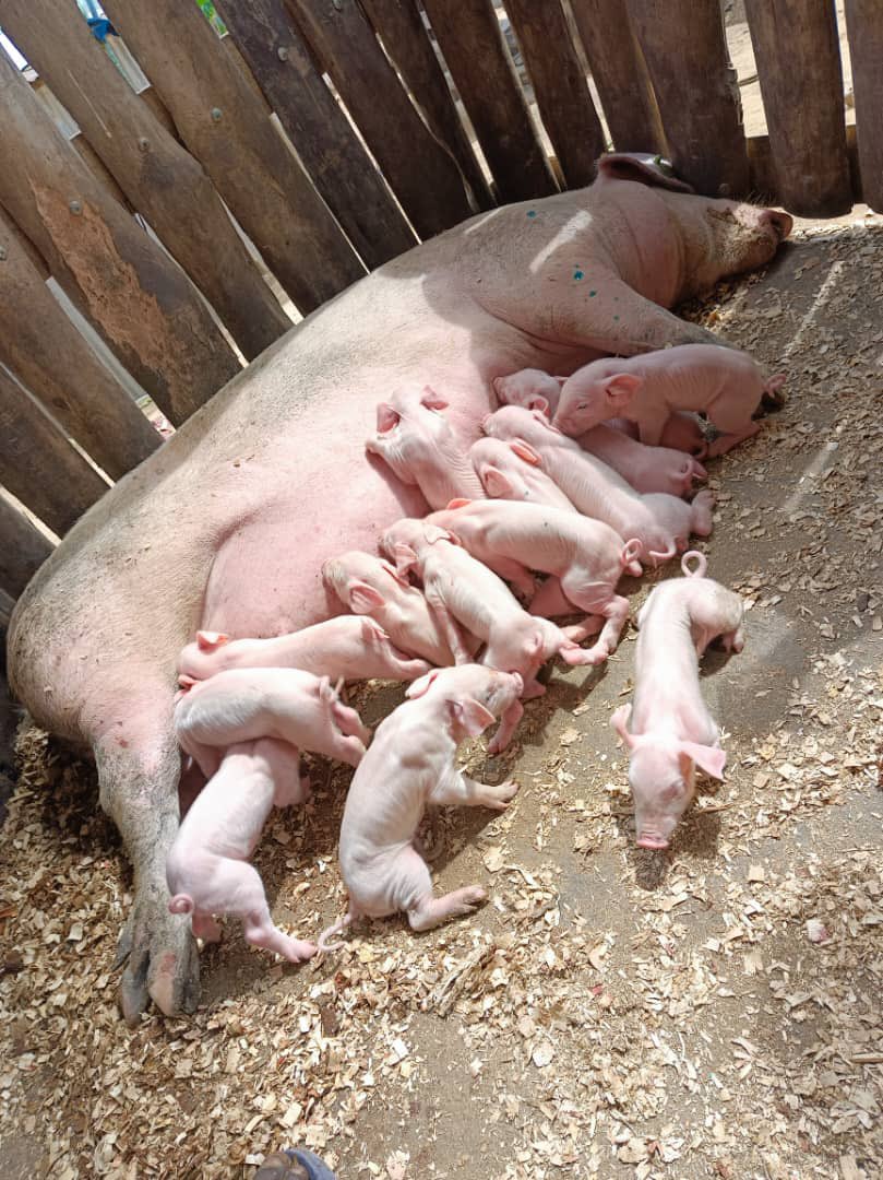 WalkerFarm07's tweet photo. 🌟 More blessings at our farm! 🐷
🎉 We're overjoyed to announce the arrival of 29 adorable piglets from 2 incredible sows! 🐖🐖 One of them, in her very first time, farrowed an impressive litter of 15 piglets! 🐷🌟
📸 Check out the heartwarming snapshots of them.
#PigsFarming https://t.co/Me6XZ3HnZJ