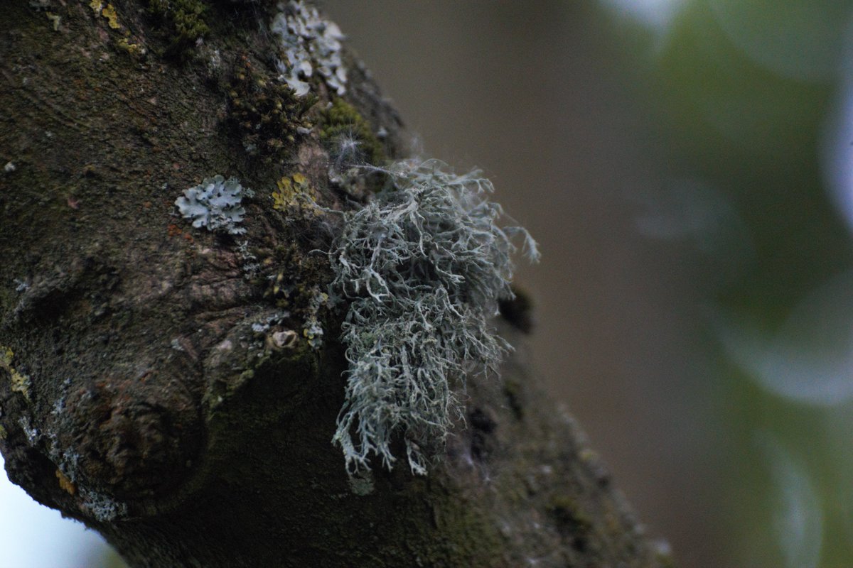 JNCC_UK's tweet photo. #AirPollution might not be visible 👀 but its effects on #Nature are... 

🤔Did you know lichens are indicators of air quality?  

They get their nutrients from the air, rather than roots. This makes them good indicator species &amp; useful for studying changes to the #Environment https://t.co/lX0j2ItBdx