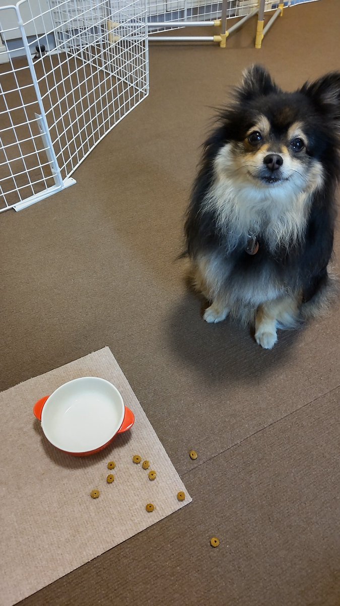 ak_mmryt's tweet photo. ごちそうさま！デザート下さい😤

#ポメラニアン
#pomeranian https://t.co/On8oJR00ye