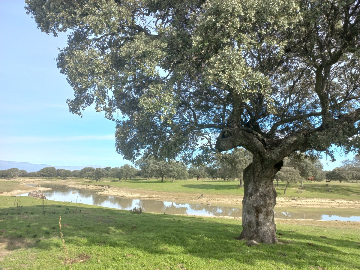 Consejería Transición Ecológica y Sostenibilidad tweet media