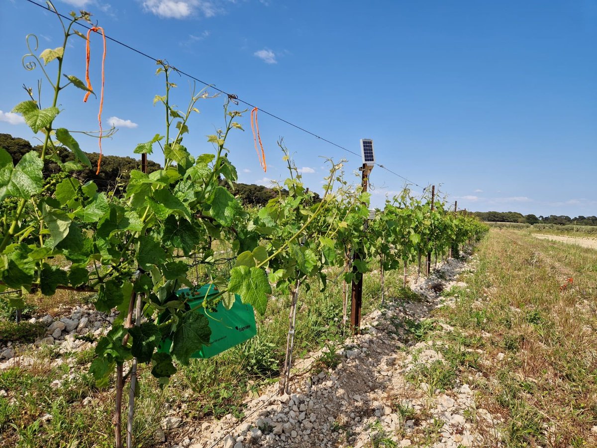 perislanguedoc's tweet photo. Nous installons des #pièges connectés afin de préserver vos #vignes des #ravageurs comme #eudémis et #cryptoblabes.
Ces pièges permettent un relevé automatique et journalier ainsi qu’une reconnaissance #numérique du ravageur piégé.
#vin #RSE @NegoceAgricole @Trapview_ https://t.co/rkQlBuCrho
