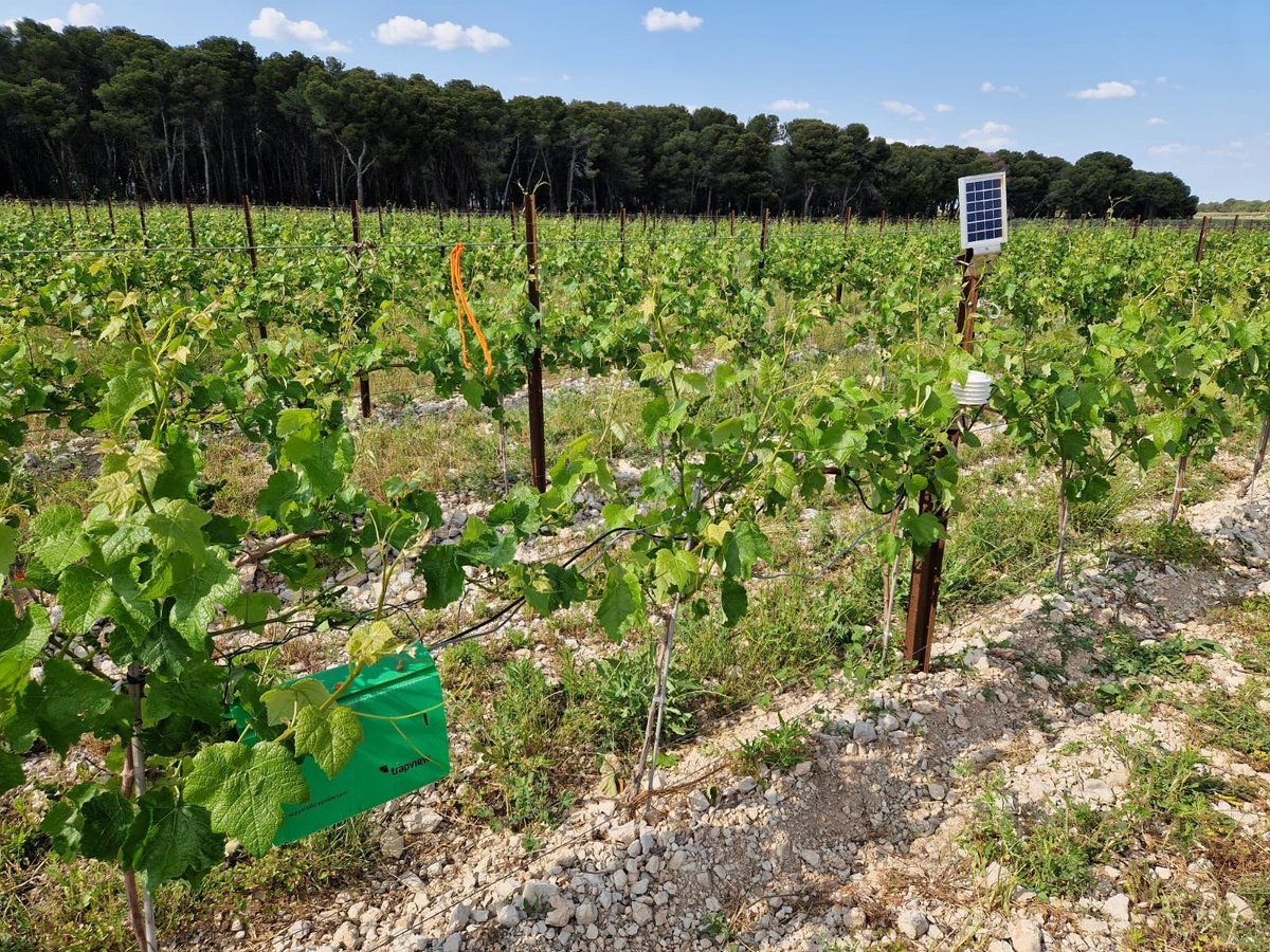 perislanguedoc's tweet photo. Nous installons des #pièges connectés afin de préserver vos #vignes des #ravageurs comme #eudémis et #cryptoblabes.
Ces pièges permettent un relevé automatique et journalier ainsi qu’une reconnaissance #numérique du ravageur piégé.
#vin #RSE @NegoceAgricole @Trapview_ https://t.co/rkQlBuCrho