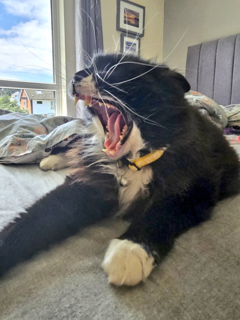 Hello Monday . Hear me roar !!!
#CatsOfTwitter #gremlin #hedgewatch #tuxiegang