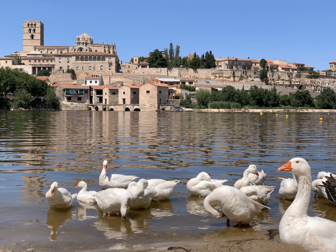 #VYMM. ¿Sabías que los 22 templos #románicos perfectamente conservados hacen de #Zamora el epicentro mundial de ese estilo? Te contamos qué ver en la ciudad... y también qué hacer y qué comer.

viajarymuchomas.com/que-ver-que-ha… a través de <a href="/ViajaryMuchoMas/">Viajar y Mucho Más</a> 

 <a href="/ZamoraOfiTurism/">ZamoraTurismo</a> <a href="/CyLesVida/">Turismo Castilla y León</a>