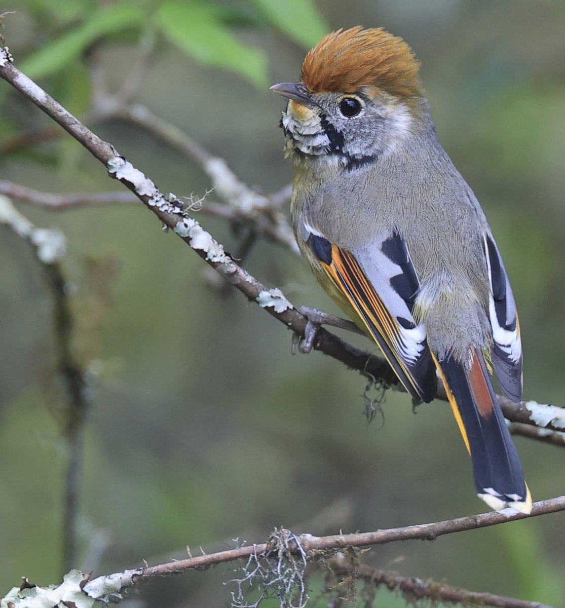 BirdPhotoTours's tweet photo. This Bar-throated Minla (#BirdsSeenIn2023) with its black stripes across its throat is also known as the Chestnut-tailed Minla with its cinnamon patch at the base of the tail and this image taken earlier today highlights both features [https://t.co/pY1umwzWRF]. https://t.co/frnhiYQlHA