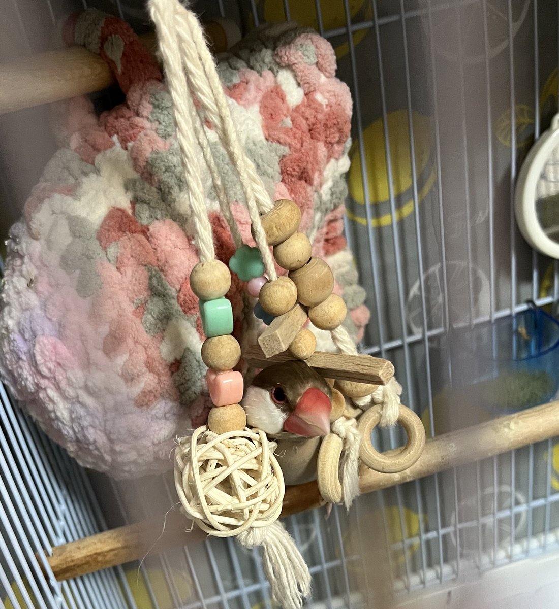 y08122014y's tweet photo. 挟まれ文鳥𓅫
#シナモン文鳥 https://t.co/kzAzOATs0V