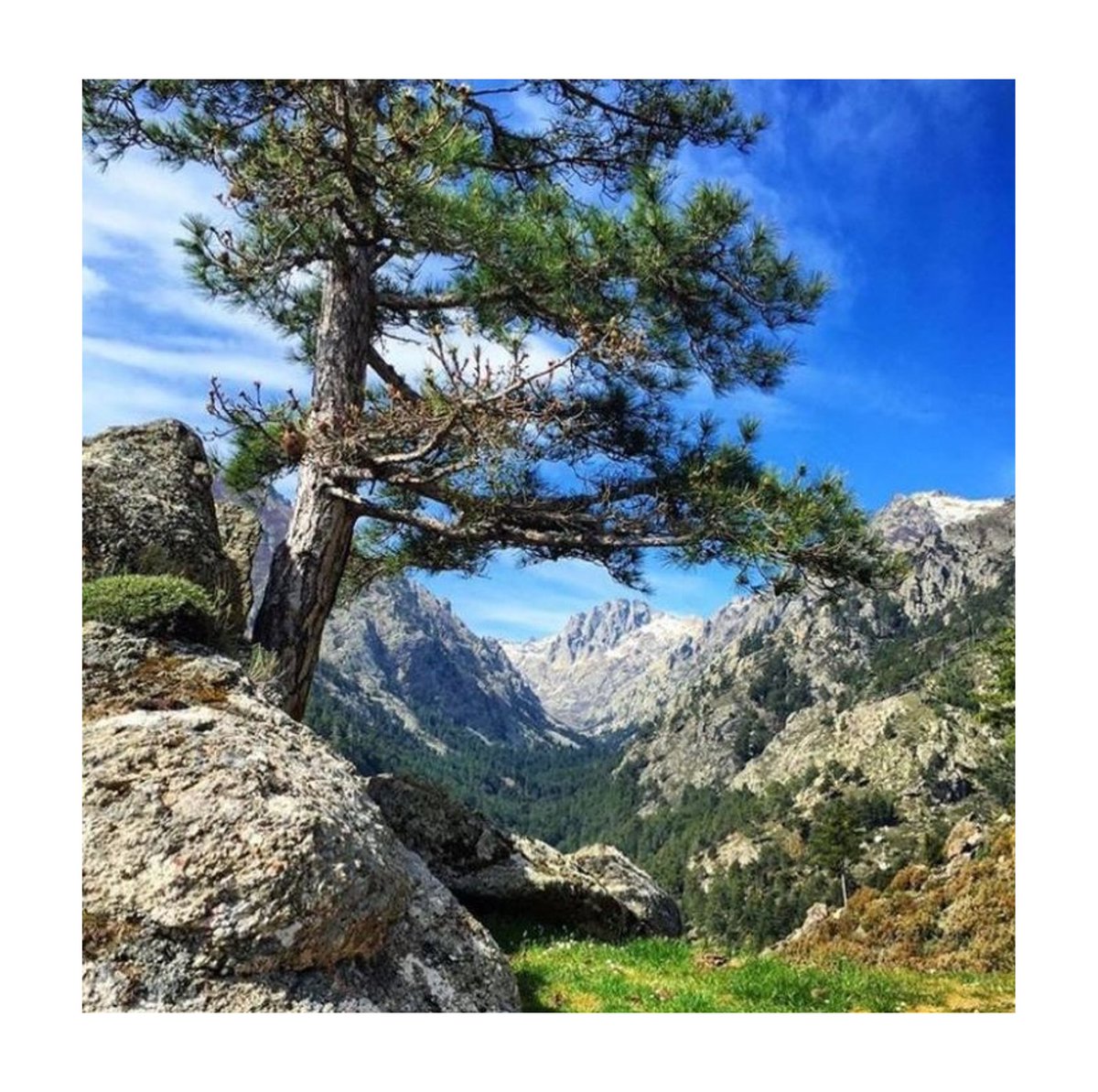 VisitCorsicaITA's tweet photo. [MONTAGNA] ⛰️
Per iniziare la settimana, oggi passeggiatina in montagna nella bellissima valle della Restonica, vicino di Corte.
Ci siete mai stati?
👉https://t.co/b1Bs5ds04G

📷 © @_corse_en_image_
#corsica #visitcorsica #michjamucorsica #natura #restonica #corte https://t.co/pARweQ2G9k