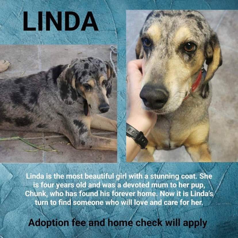 Linda! The lovely Linda is 4 years old. She'd love to find a home of her own.
For more information or if you'd like to offer Linda a home please message us.
#jcdr #Cyprusdogrescue #AdoptDontShop #rescuedog #rescueismyfavouritebreed